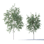 Eucalyptus Pauciflora