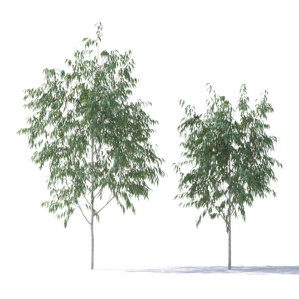 Eucalyptus Pauciflora