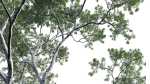 Eucalyptus saligna - Sydney Blue Gum 01
