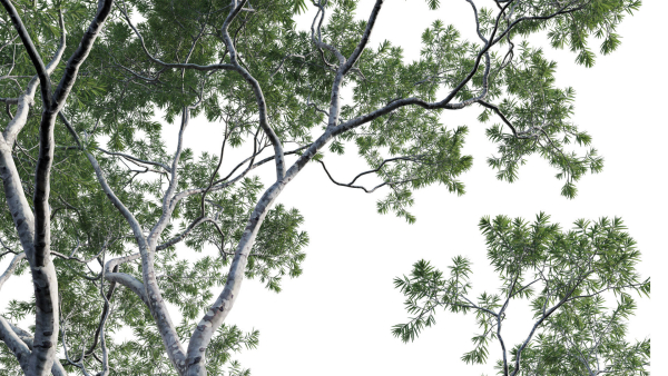 Eucalyptus saligna - Sydney Blue Gum 01