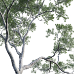 Eucalyptus saligna - Sydney Blue Gum 01
