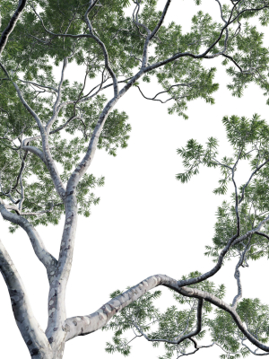 eucalyptus-saligna-sydney-blue-gum-01-3d-model-591261df80