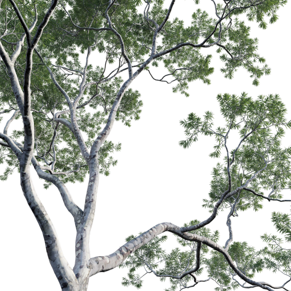 Eucalyptus saligna - Sydney Blue Gum 01