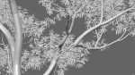 Eucalyptus saligna - Sydney Blue Gum 01