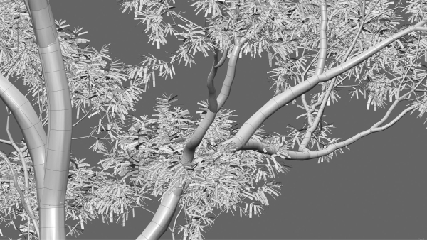 Eucalyptus saligna - Sydney Blue Gum 01