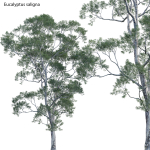 Eucalyptus saligna - Sydney Blue Gum 01