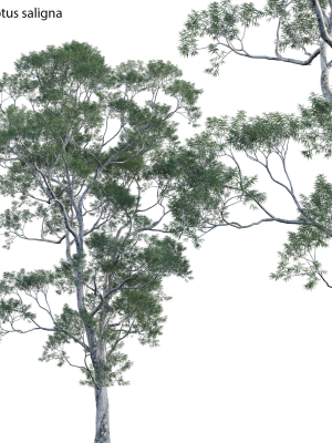 Eucalyptus saligna - Sydney Blue Gum 01