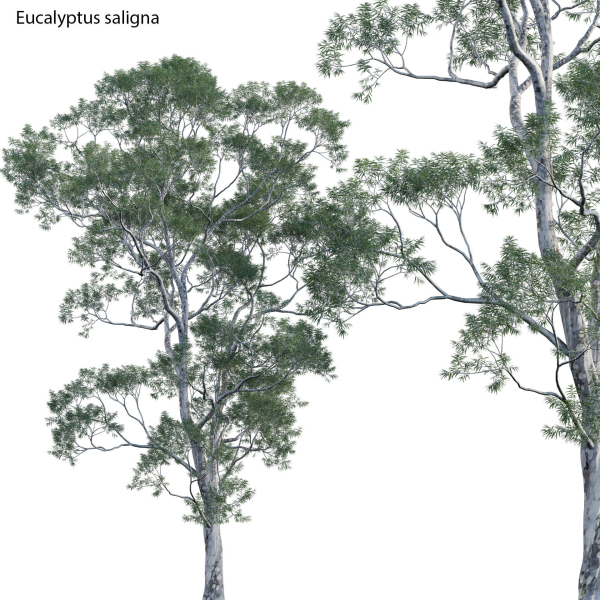 Eucalyptus saligna - Sydney Blue Gum 01