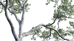 Eucalyptus saligna - Sydney Blue Gum 01