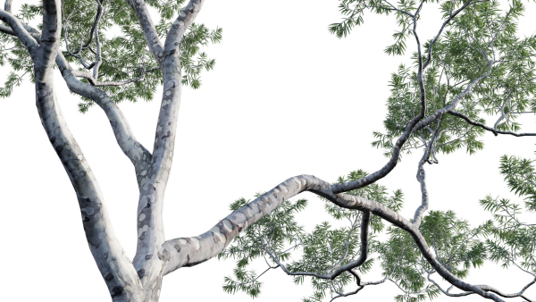 Eucalyptus saligna - Sydney Blue Gum 01
