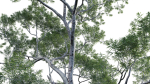 Eucalyptus saligna - Sydney Blue Gum 01