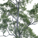 Eucalyptus saligna - Sydney Blue Gum 01