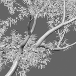 Eucalyptus saligna - Sydney Blue Gum 01