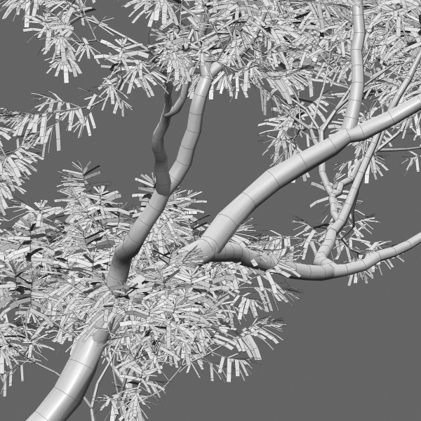 Eucalyptus saligna - Sydney Blue Gum 01