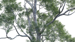 Eucalyptus saligna - Sydney Blue Gum 01
