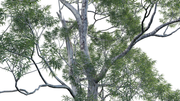 Eucalyptus saligna - Sydney Blue Gum 01