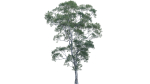 Eucalyptus saligna - Sydney Blue Gum 01