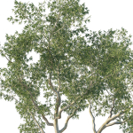 Eucalyptus Tree 02