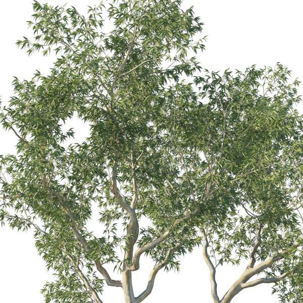 Eucalyptus Tree 02