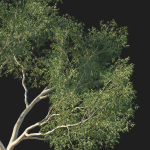 Eucalyptus Tree 02