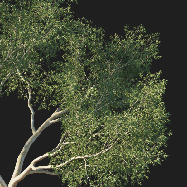 Eucalyptus Tree 02