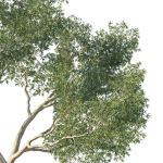 Eucalyptus Tree 02