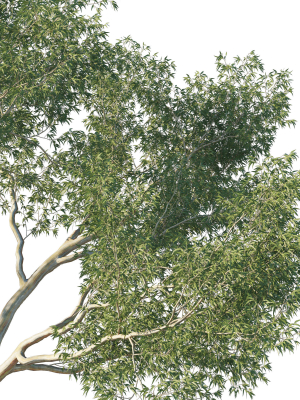 eucalyptus-tree-02-3d-model-74102508bf