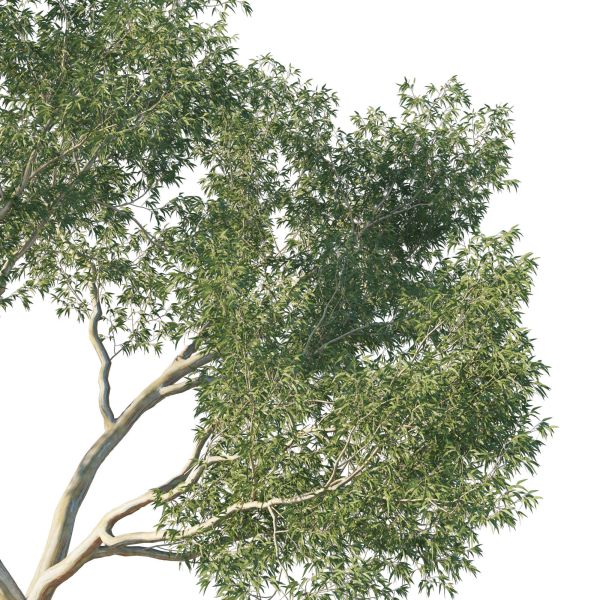 Eucalyptus Tree 02