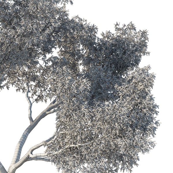 Eucalyptus Tree 02