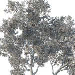 Eucalyptus Tree 02