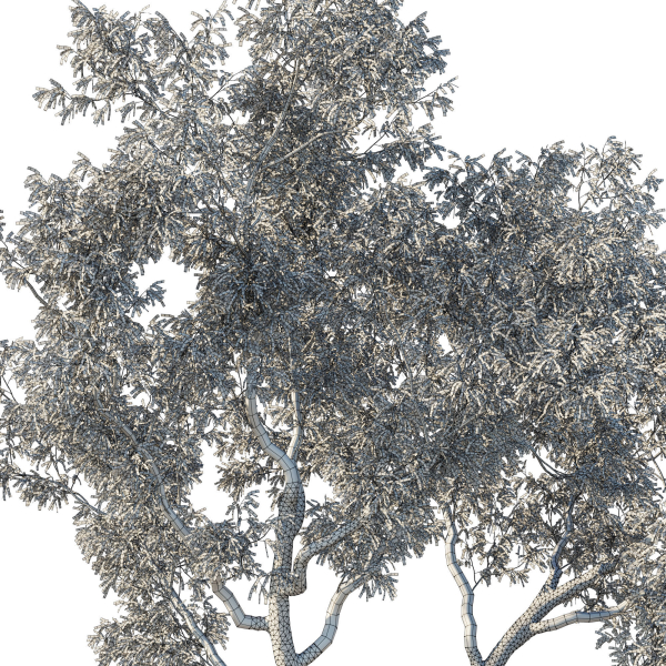 Eucalyptus Tree 02