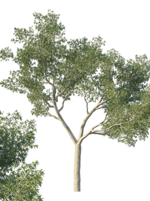 Eucalyptus Tree 02