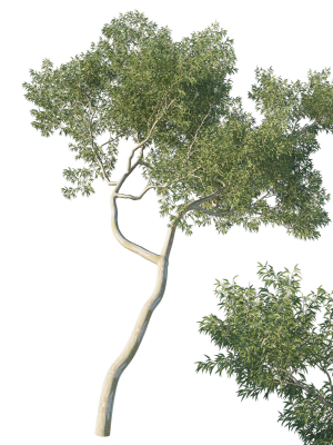 Eucalyptus Tree 03