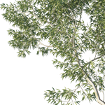 Eucalyptus Tree 03