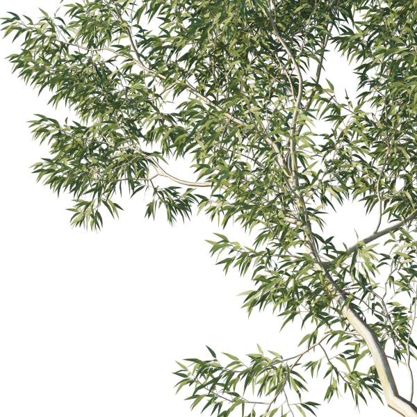 Eucalyptus Tree 03