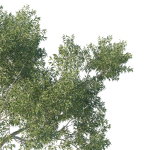 Eucalyptus Tree 03