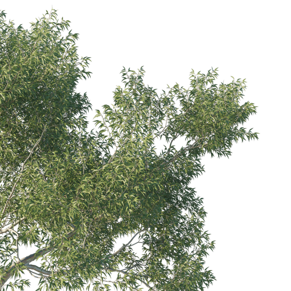 Eucalyptus Tree 03