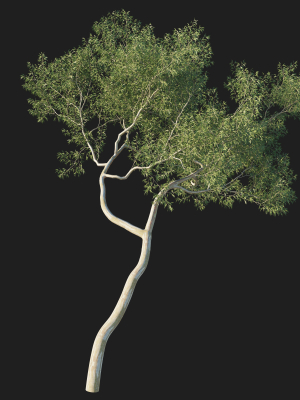 eucalyptus-tree-03-3d-model-6da1eab59e