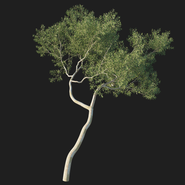 Eucalyptus Tree 03