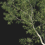 Eucalyptus Tree 03