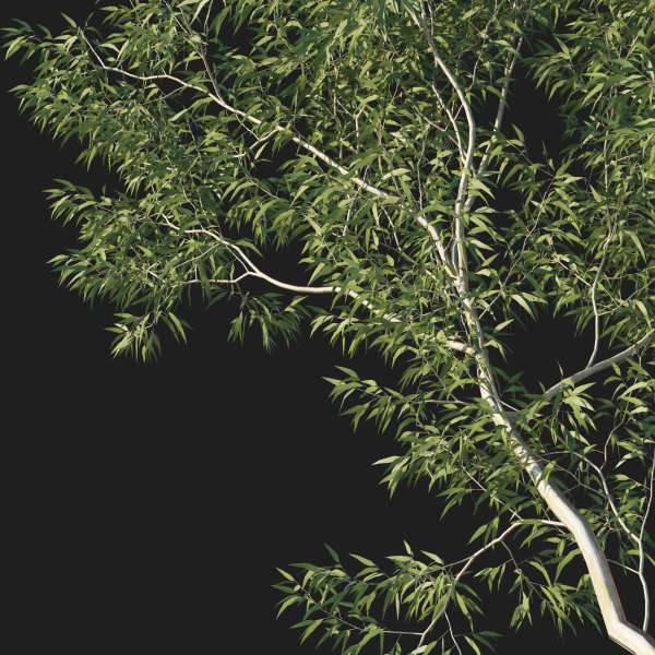 Eucalyptus Tree 03