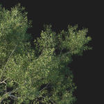 Eucalyptus Tree 03