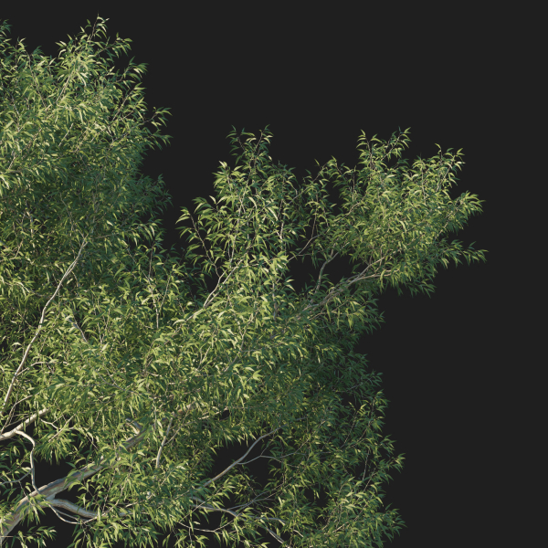Eucalyptus Tree 03