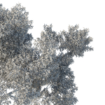 Eucalyptus Tree 03
