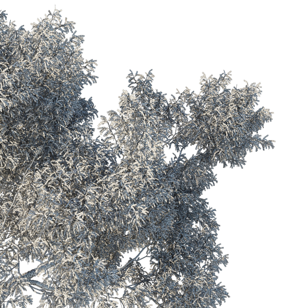 Eucalyptus Tree 03