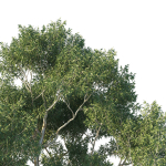 Eucalyptus Tree 04