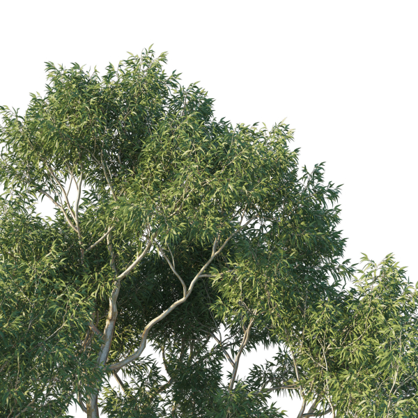 Eucalyptus Tree 04