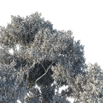 Eucalyptus Tree 04