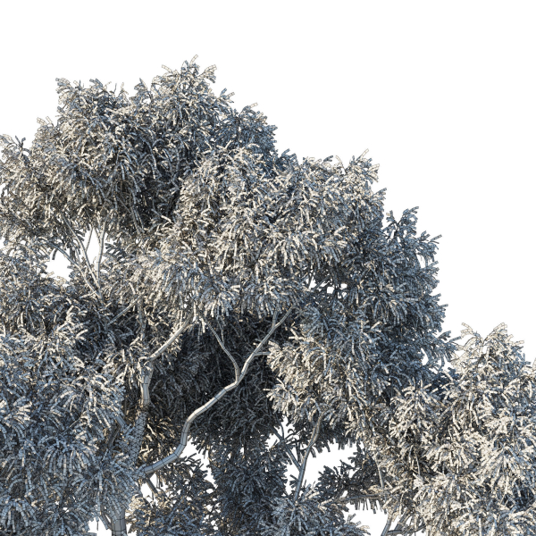Eucalyptus Tree 04