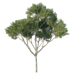 Eucalyptus Tree 04